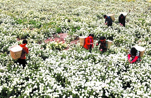 [河南特产] 怀菊花---河南特色特产美食小吃(图1)