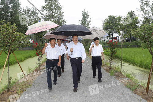 雨中察脱贫，养过蚕的谢伏瞻为光山稻农“引来”什么致富经？